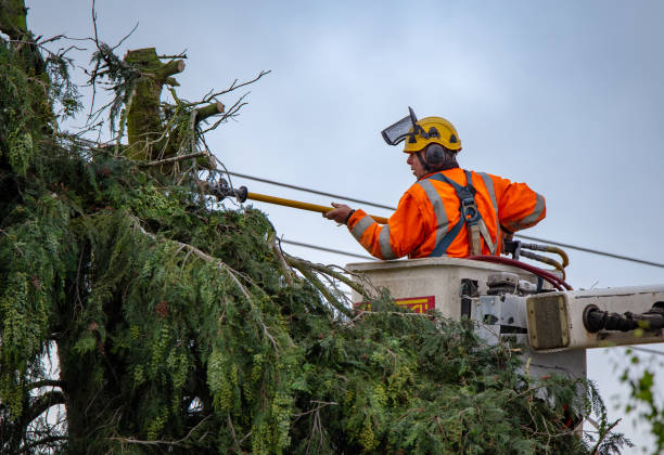 Best Hazardous Tree Removal  in Balcones Heights, TX