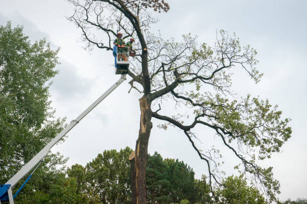 Best Commercial Tree Services  in Balcones Heights, TX