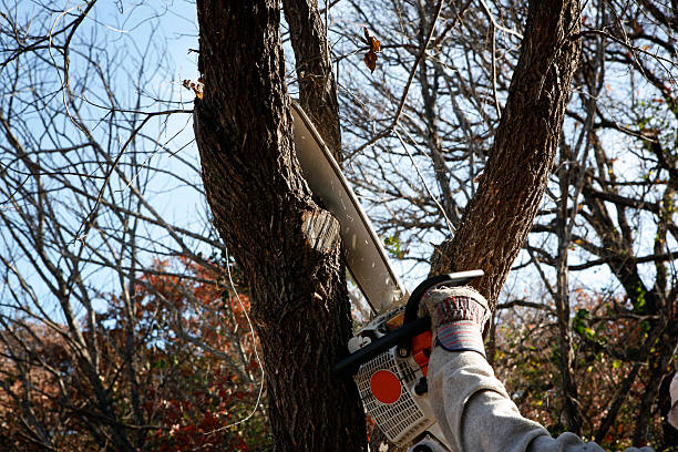 Best Palm Tree Trimming  in Balcones Heights, TX