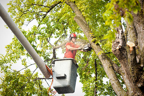 Best Storm Damage Tree Cleanup  in Balcones Heights, TX