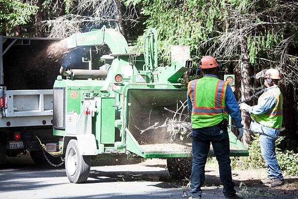 Best Weed Control  in Balcones Heights, TX