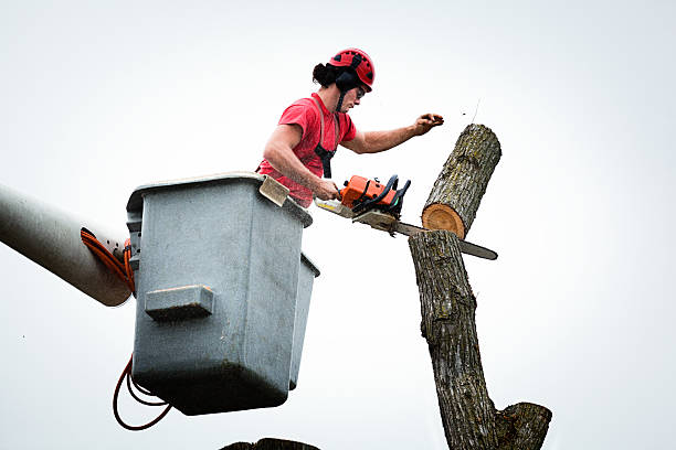 Best Tree Preservation Services  in Balcones Heights, TX