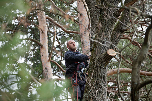 Best Tree Maintenance Programs  in Balcones Heights, TX