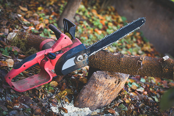 How Our Tree Care Process Works  in  Balcones Heights, TX